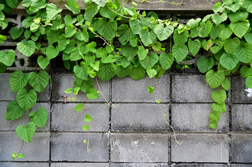 Close up green climber plant on gray wall natural concept selective focus.