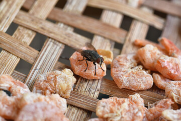 Fly on dry shrimp food, Flies spreading germ outbreak, Dirty food is bad hygienic condition cause diarrhea disease.