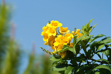 Yellow flowers with green leaves in front of blue sky