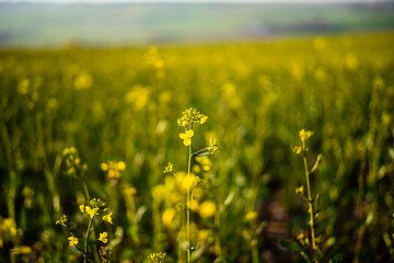 field of yellow rapeseed