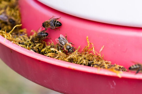 bee in a jar