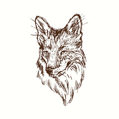 Fox face portrait. Ink black and white doodle drawing in woodcut style.