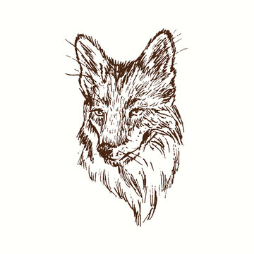 Fox face portrait. Ink black and white doodle drawing in woodcut style.