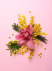 Beautiful floral composition with mimosa flowers on pink background, flat lay