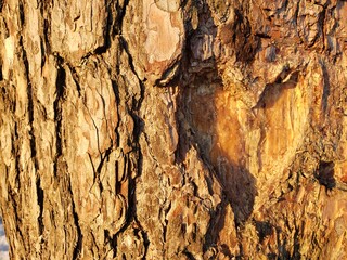 Heart Shape Carved on a Tree Cut on sunset