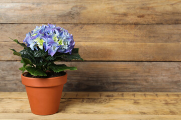 Beautiful blooming hydrangea flower in pot on wooden table, space for text