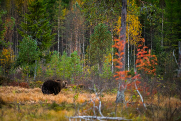 Brown bear in Kuusamo, Lapland, Finland