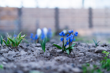 bluebell of bright blue color close-up growing in soil