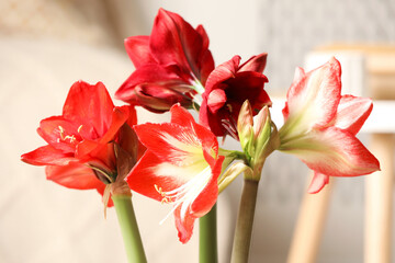 Beautiful red amaryllis flowers at home, closeup