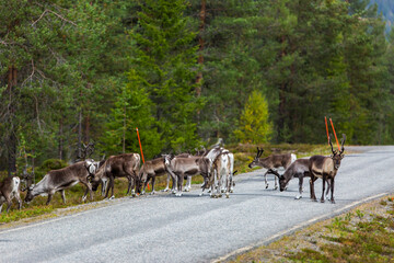Reindeers in Autumn in Lapland, Northern Finland. Europe