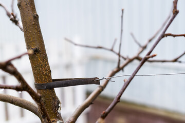 A young tree is tied with a leather strip and wire in a wooden peg