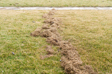 Cleaning the lawn from dry and rotten grass after winter