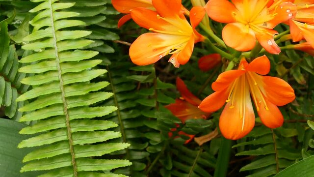 Natal bush kafir lily flower, California, USA. Clivia miniata orange flamboyant exotic fiery vibrant botanical bloom. Tropical jungle rainforest atmosphere. Natural garden vivid fresh juicy greenery.
