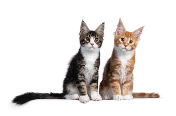 Duo of two cute Maine Coon cat kittens, sitting beside each other facing front. Looking towards camera. Isolated on a white background.