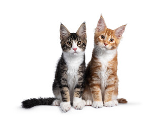Duo of two cute Maine Coon cat kittens, sitting beside each other facing front. Looking towards camera. Isolated on a white background.
