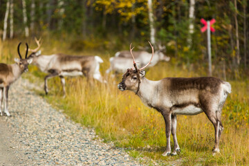 Naklejka na ściany i meble Reindeers in Autumn in Lapland, Northern Finland. Europe