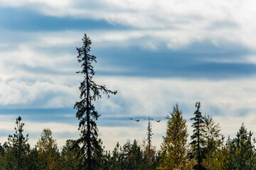 Autumn landscape in Muonio, Lapland, Northern Finland