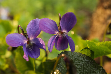 Beautiful wild violets blooming in forest, closeup. Spring flowers