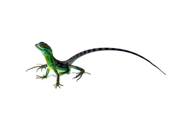 バシリスク　グリーンバシリスク　白バック