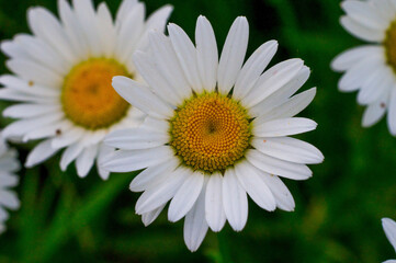 Obraz premium daisy flower
