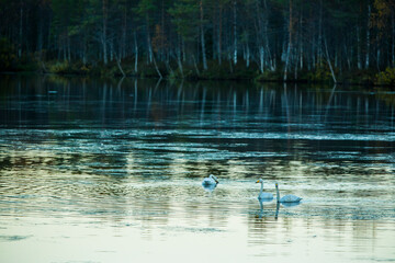 Fototapeta na wymiar Whooper swan group in a lake in Lapland, Finland