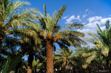 Obraz na płótnie Canvas DATES PALM FULFILLED WITH YELLOW AND BROWNISH DATES AT MADINAH 