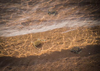 Hanuman crabs swim up to feed on the beach.