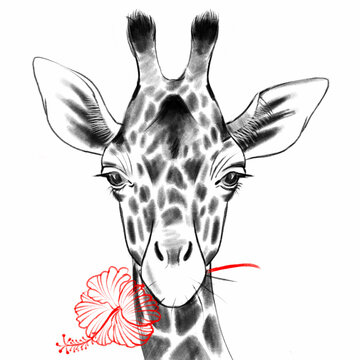 Hand drawn black and white digital portrait of giraffe with red flower  isolated on white background. Stock illustration of wild Africa animal.