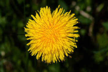 yellow dandelion flower