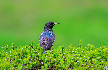Black songbird starling sits on green bush of fresh foliage in spring park, nature and wildlife