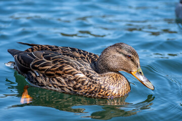 Beautiful female mallard duck swimming alone in the lake, close up