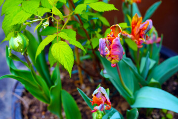 Tulpe, Blume,Pflanze, tulip, flower,colorful, rainbow,