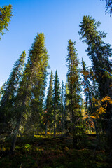 Fototapeta na wymiar Autumn landscape in Yllas Pallastunturi National Park, Lapland, Finland