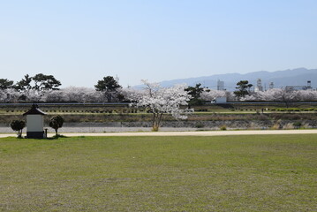 Fototapeta premium 武庫川
