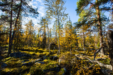 Fototapeta premium Autumn landscape in Yllas Pallastunturi National Park, Lapland, Finland