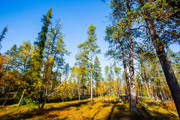 Fototapeta premium Autumn landscape in Yllas Pallastunturi National Park, Lapland, Finland