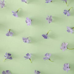 Obraz na płótnie Canvas Romantic flat lay. Purple flowers on mint greeen background.