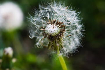 dandelion