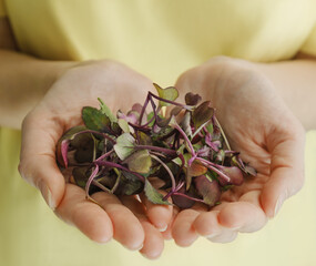 Woman holding plastic container with Red Rambo Radish Microgreens