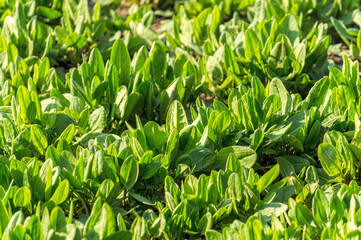 Green fresh spinach leaves in sunny gardens. Growing organic food