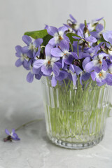 Beautiful wood violets in glass on grey table. Spring flowers