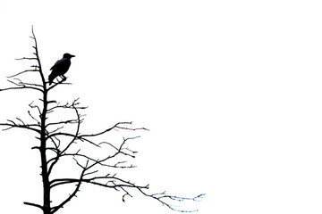 Raven in autumn in Lapland, northern Finland