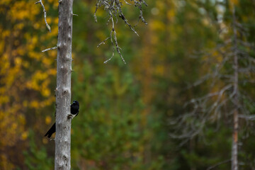 Raven in autumn in Lapland, northern Finland