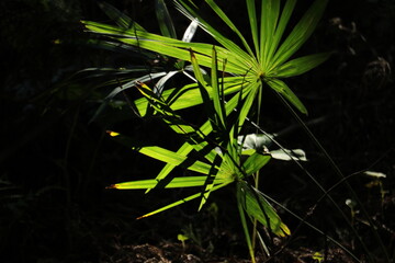 太陽の光のあたる森の草木 sun lighted forest grass and tree 2