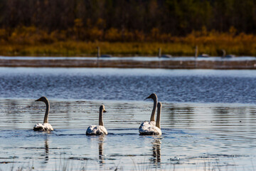 Fototapeta premium Whooper swan group in a lake in Lapland, Finland