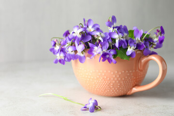 Beautiful wood violets in cup on light table, space for text. Spring flowers