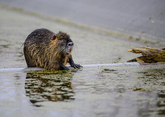 Nutria in Water