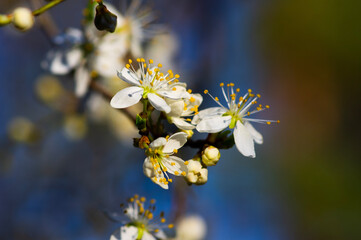 bee on a flower