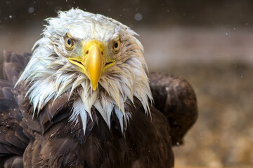 Bald eagle in close-up. Dynamic eagle face on to camera