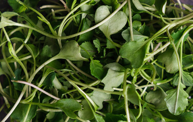 Top view at baby broccoli microgreens